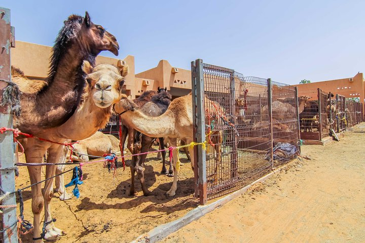 Experience the rich heritage of Al Ain at the largest camel market where you can see these iconic animals up close amid a picturesque desert backdrop. Perfect for culture enthusiasts!